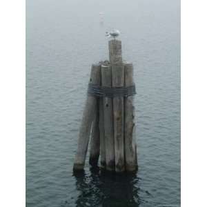  Seagull Perched on Wooden Pilings, Block Island, Rhode Island 