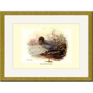  Gold Framed/Matted Print 17x23, Blue or Mountain Duck 