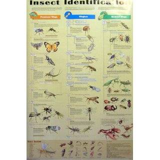  (24x36) Insect Identification Educational Science Chart 