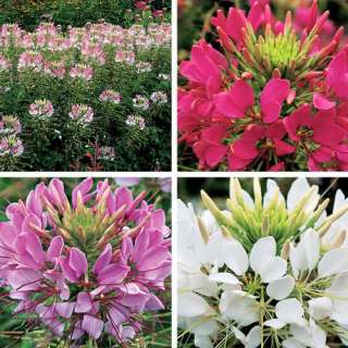 Sparkler Mixed Spider Flower   4 Plants   Cleome  