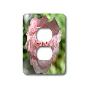 Patricia Sanders Flowers   Pink Carnation Floral II   Light Switch 