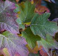 Oak Leaf Hydrangea (Hydrangea quercifolia)   200+ SEEDS  