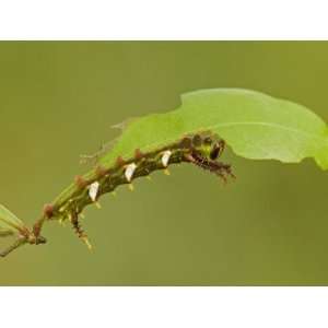 Moth Caterpillar Third Instar Eating a Leaf (Adeloneivaia Jason 