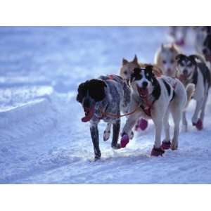 Team of Sled Dogs Run across the Snow, Yukon Territory, Canada Animal 