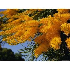 Christmas Tree, Nuytsia Floribunda, Native Flora, Western Australia 