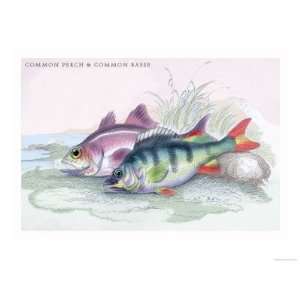   Perch and Common Bass Giclee Poster Print by Robert Hamilton, 24x32