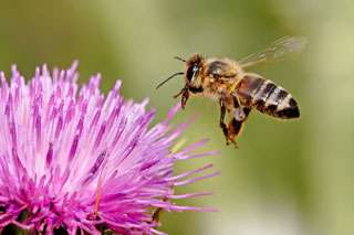honey bee raw honey contains enzymes such as invertase diastase