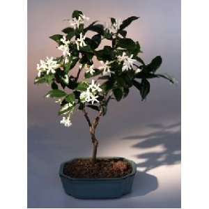 Bonsai Boys Flowering White Jasmine trachelospermum jasminoides 