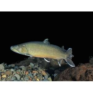  Bull Trout (Salvelinus Confluentus), a Threatened Species 