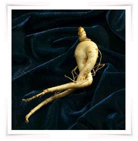 In Jungchoyakhak, ginseng promote energy, makes spleen and heart feel 