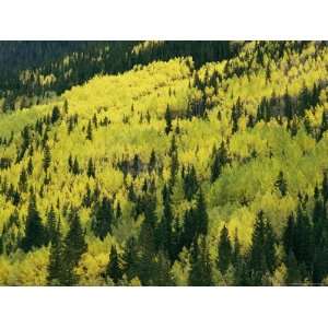  Fall Colored Aspen Trees and Evergreen Trees on a Mountain 