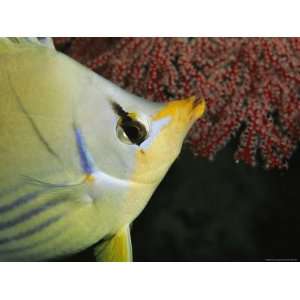 Close View of a Saddled Butterflyfish Near a Feeding Coral Premium 