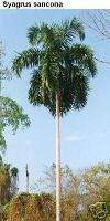 Syagrus sancona Rare Queen Palm LIVE Indoor FAST Tree  