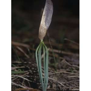  Germination of a Longleaf Pine Seed and Seedling, Pinus 