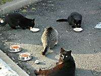 Help Feed A Feral Cat Colony Cat & Kitten Cat Food $10  