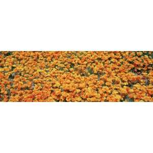  California Golden Poppies, Antelope Valley California 