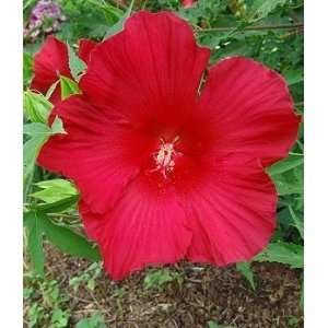 HARDY HIBISCUS LORD BALTIMORE / 1 gallon Potted