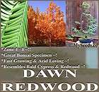 30 Dawn Redwood Tree Seeds FRESH BONSAI TREE SEEDS M. 