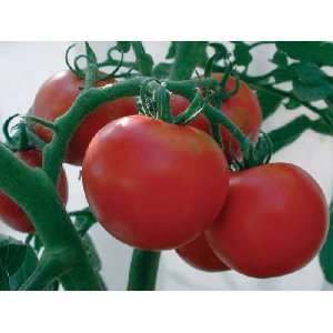  Rutgers HEIRLOOM Tomato Seeds 150 + Seeds Patio, Lawn 
