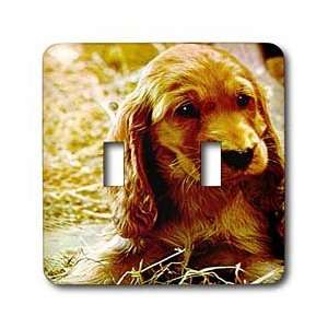 Dogs Irish Setter   Irish Setter Puppy   Light Switch Covers   double 