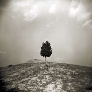  Image Taken with a Holga Camera of Single Tree on Hilltop 