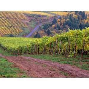  Dirt Road Along Acres of Vines at Knutsen Vineyard in the 