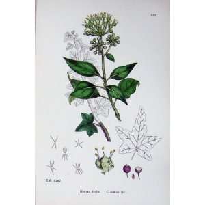  Botany Plants C1902 Common Ivy Hedera Helix Colour