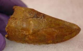 CARCHARODONTOSAURUS SUHARICUS TOOTH FOSSIL   MOROCCO #7  