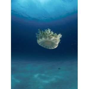  Upsidedown Jellyfish (Cassiopeia Sp) Caribbean 