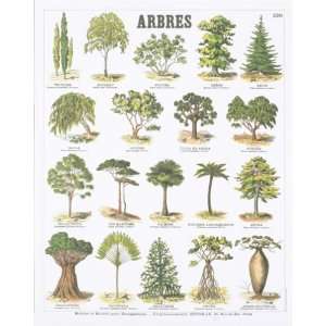  Trees Teaching Chart Lithograph by Deyrolle. size 19.75 