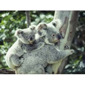 Koala Bear Hugs a Tree While Her Baby Clings to Her Back Stretched 