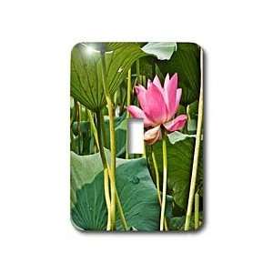 Boehm Photography Flower   Pink Lotus Blossom   Light Switch Covers 