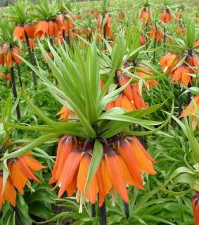 Red Crown Imperial Fritillaria 4 5FT.GIANT Flower Bulb  