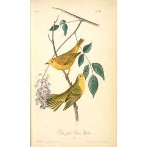   Audubon   32 x 54 inches   Yellow poll Warbler. Males