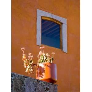  Potted Plant in Old Mining Town of Valenciana, Guanajuato 