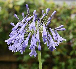 lush green stap like leaves. Flowers pendulus dark violet blue flowers 