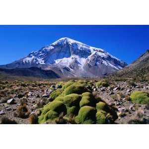  Yareta (Cushion Plant) in Front of Nevado Sajarma Peak 