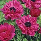 Southern Perennials ANEMONE GIANT THE ADMIRAL New Bulb