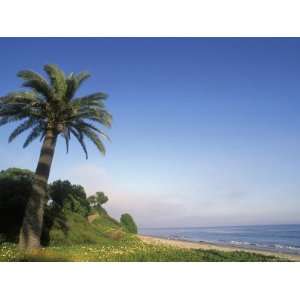  Palm Tree, Beach and Fog at Refugio Beach State Park 