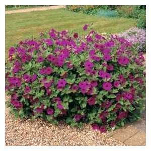   & Morgan Purple Velvet Petunia Flower Seeds Patio, Lawn & Garden