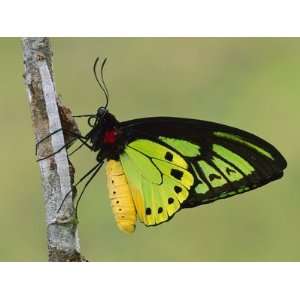  Cairns Birdwing (Ornithoptera Priamus) Butterfly, Papua 