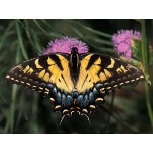  East Tiger Swallowtail Feeding on Pincushion Flower 