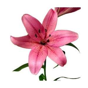  Pink   Asiatic Lily   60 Stems Arts, Crafts & Sewing