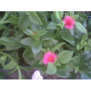  Ice Plant Red Apple Green Leaf ~Red Flowers~ Patio 