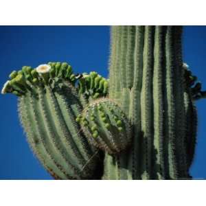 Close View of a Saguaro Cactus in Bloom National Geographic Collection 