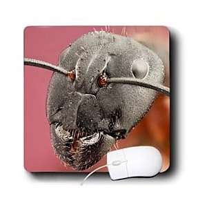   INSECTS   Camponotus cruentatus or Red ant   Mouse Pads Electronics