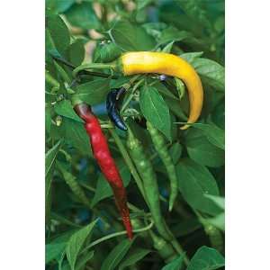  Pinata Hot Pepper Plant  Red,Yellow,Green,Purple,Orange 