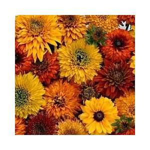   Sun Mix Black Eyed Susan 8 Plants Rudbeckia Patio, Lawn & Garden