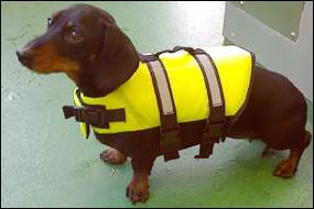 Toy POLKA DOT / dotless dog life jacket +cat lifejacket  