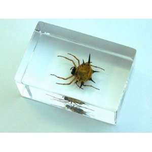   R and H   Small Insect Paperweight   Spiny Spider Toys & Games